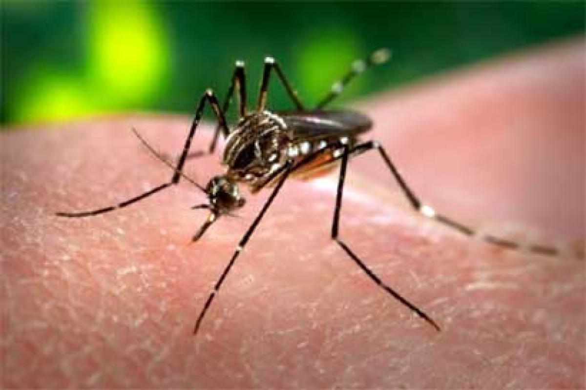 Zika vaccine hopes raise as 2 virus strains are isolated